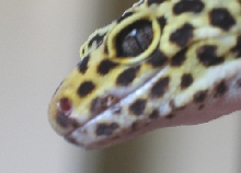 juans nose