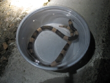 arizona snake
