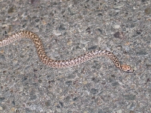 arizona snake2