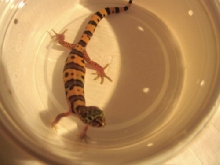 w/c tuscon banded gecko