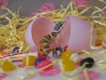 easter baby