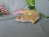 Blanca
