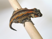 Gargoyle1