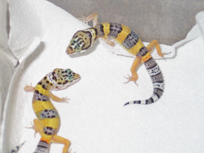 Juan #2 babies