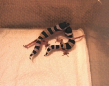 baby 3