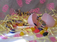 Easter Babies