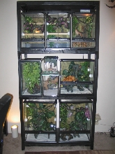 crested racks