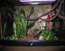 cage 1
