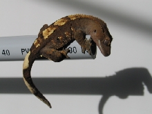 lil-guy