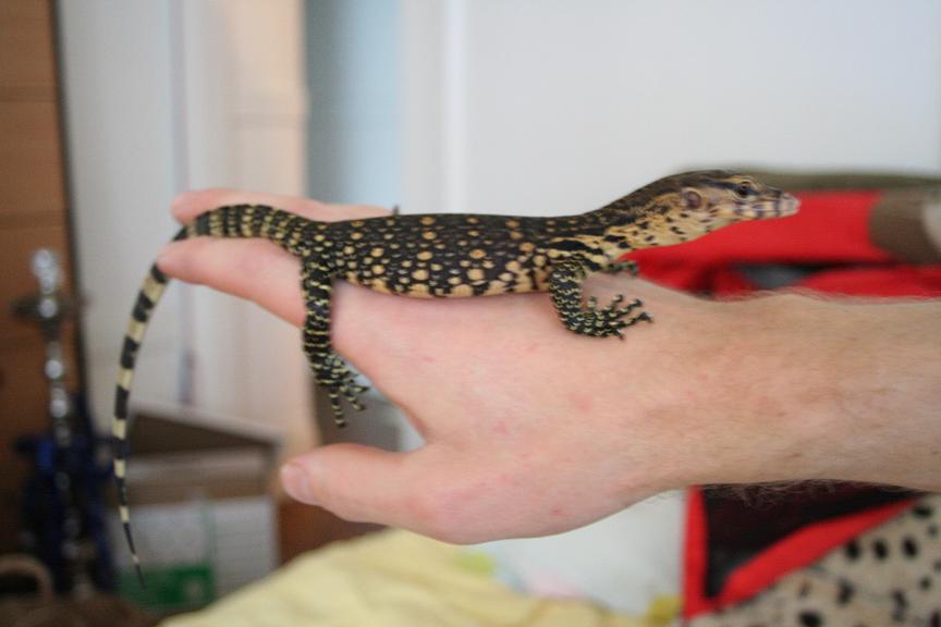 new water monitor