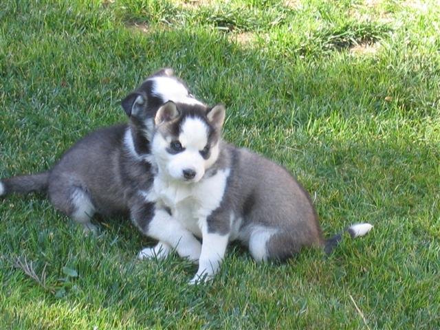 Dakota