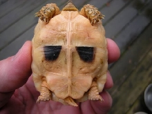 plastron
