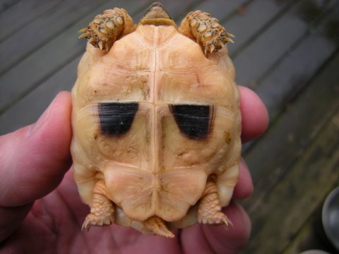 plastron