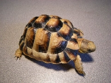 yearling egyptian