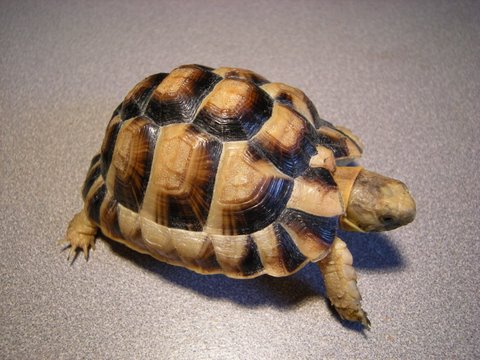 yearling egyptian