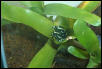 auratus in bromeliad