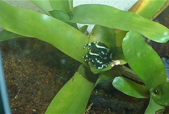 auratus in bromeliad