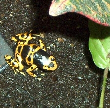 My leucomelas