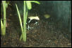 Sub adult yellowback