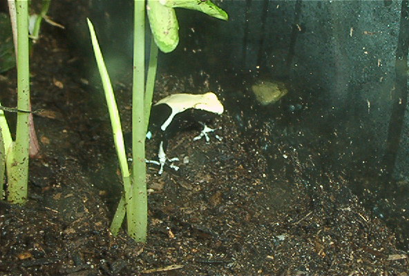 Sub adult yellowback