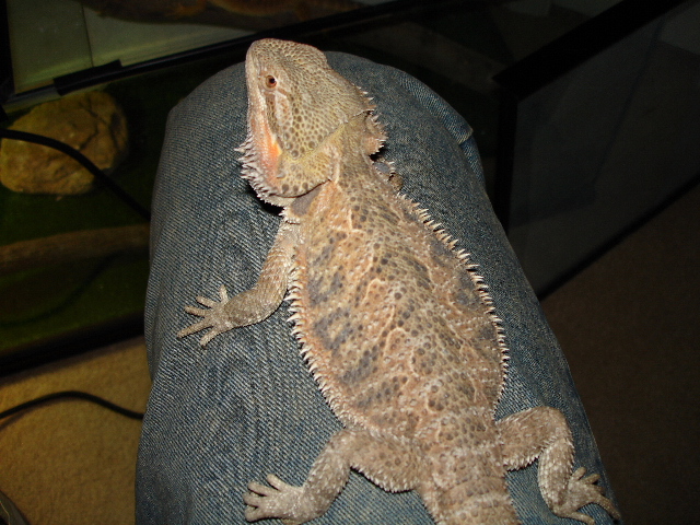 Bearded