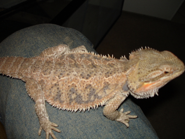 Bearded Pic 2