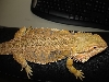 Orange Bearded 2/6 1