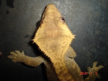 Crowned olive female