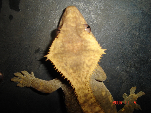 Crowned olive female