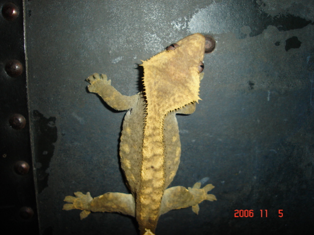 Olive female crested