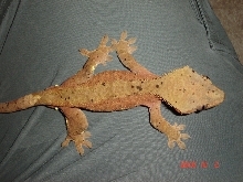 Bicolor red male