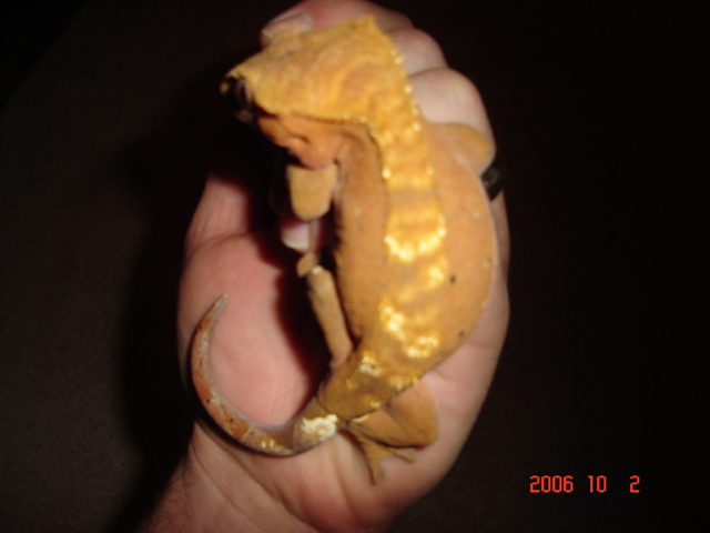 Nice red female