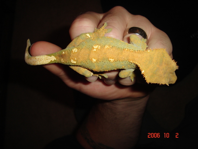 Nice green female