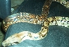 AL 1