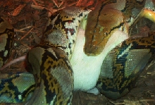 935