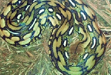 981