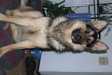 Shiloh looking pretty