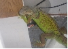 iggy  my iguana