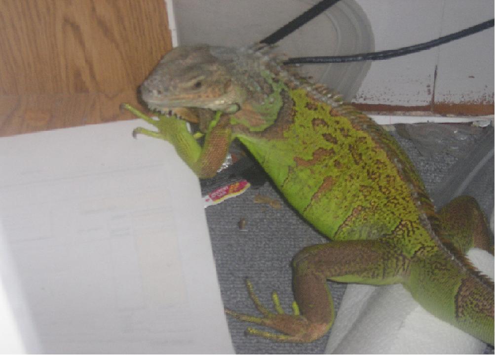 iggy  my iguana