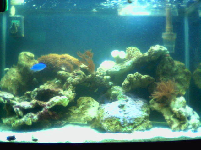 My First Saltwater Aquarium