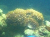 Star Pollip Coral