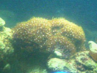 Star Pollip Coral