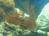 Coral2