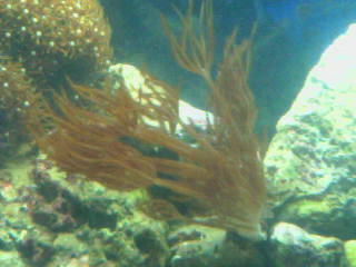 Coral2