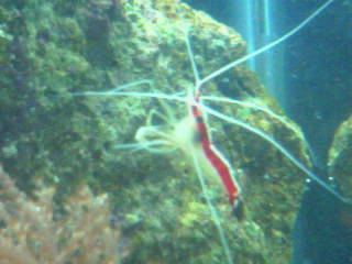 Cleaner Shrimp