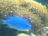 Blue Damsel