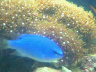 Blue Damsel