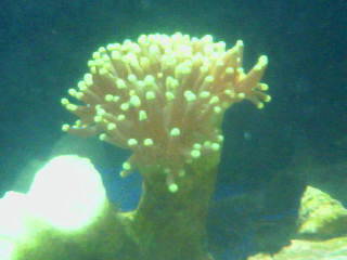 Coral