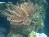 Colt Coral