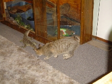 pixiebob and monitor